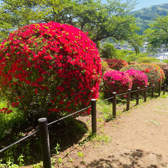 【長野県/岡谷　色とりどりのカラフルな”つつじ”が美しく咲き誇る 『鶴峯公園』】