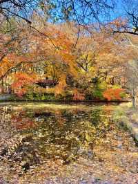 軽井沢紅葉のリフレクション！雲場池