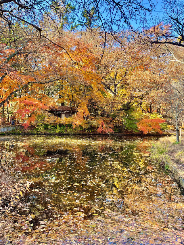 軽井沢紅葉のリフレクション！雲場池