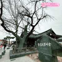 Gingko Tree Avenue @ Jeonju Hanok Village 🇰🇷