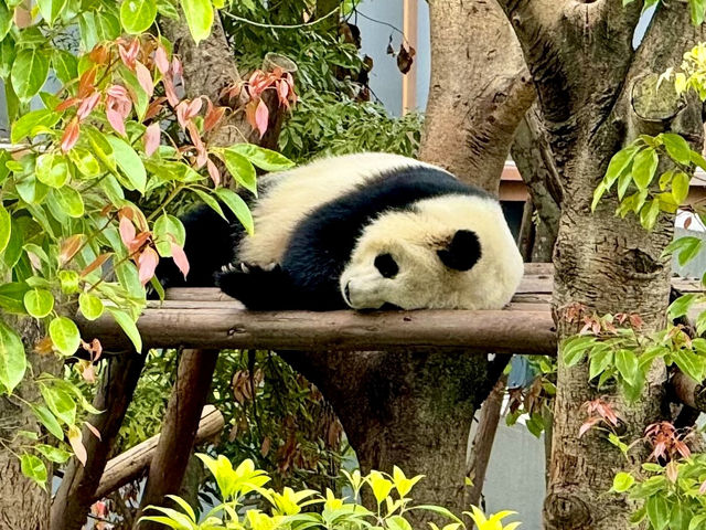 Chengdu Research Base of Giant Panda Breeding