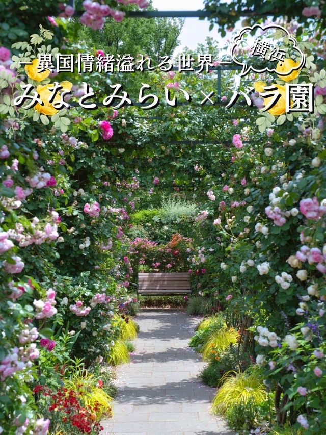 【神奈川】今が見頃‼️しかも無料🤩みなとみらい×バラ園で季節を感じよう✨