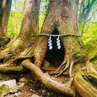 【長野県/荘厳な雰囲気のある樹齢約400年以上の杉並木🌲に木漏れ日が差し込む美しい風景✨】