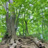 Maruyama: Sapporo's Scenic Hiking Gem