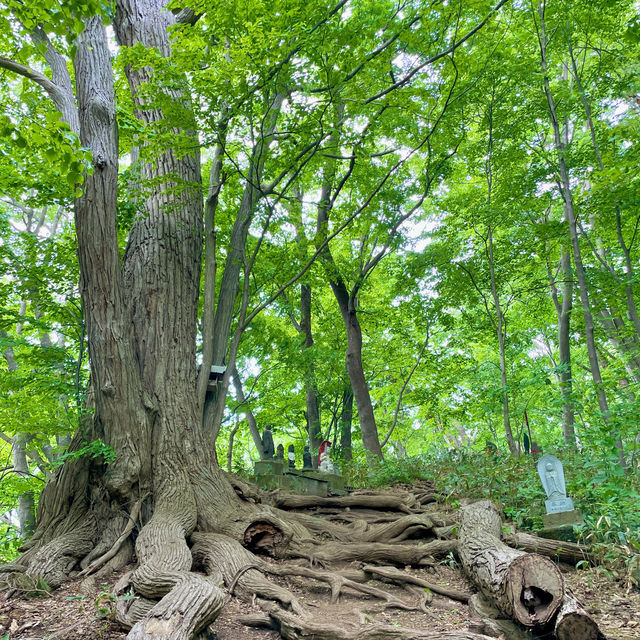 Maruyama: Sapporo's Scenic Hiking Gem Maruyama: Sapporo's Scenic Hiking Gem