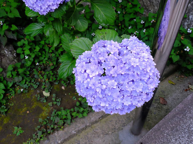 【東京近郊】‼️繡球花5月29日盛開見頃活動開始‼️@鎌倉長谷寺，六月必遊景點！