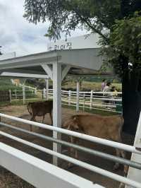 공항근처 첫 시작 마지막일정으로 딱!! 아침미소목장🐮