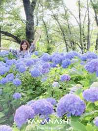 【 山梨 / 河口湖 】湖畔にある公園であじさいとラベンダーと富士山が楽しめる🪻🗻