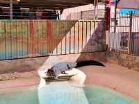 Alice Springs Reptile Centre