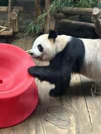 深圳野生動物園：保護與觀賞，充滿教育價值