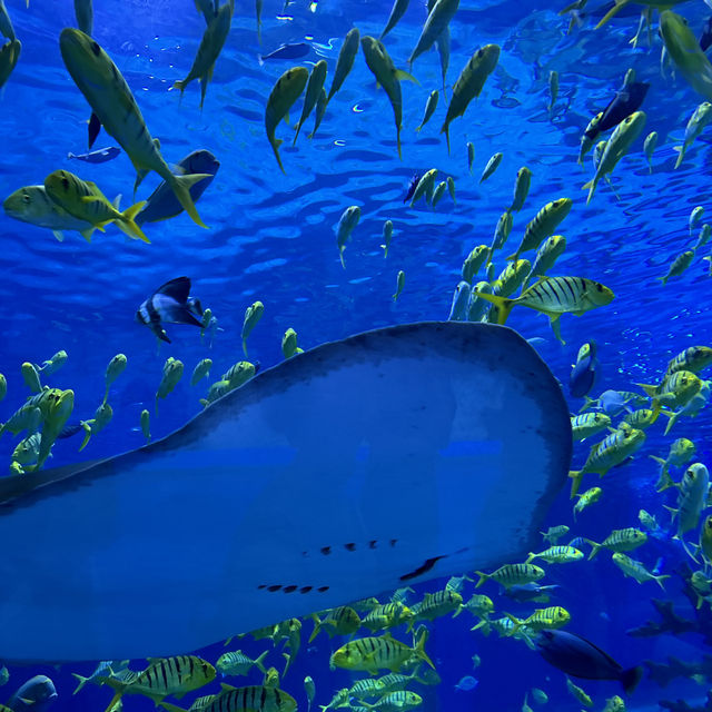 Shanghai Haichang ocean park
