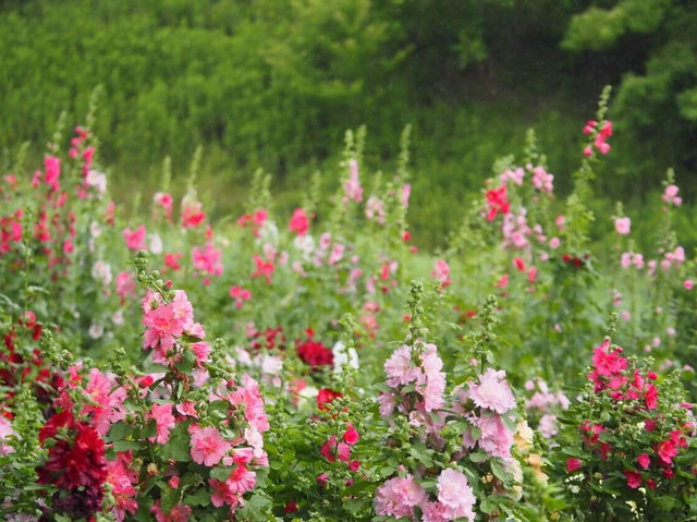 繡球花與蜀葵之丘