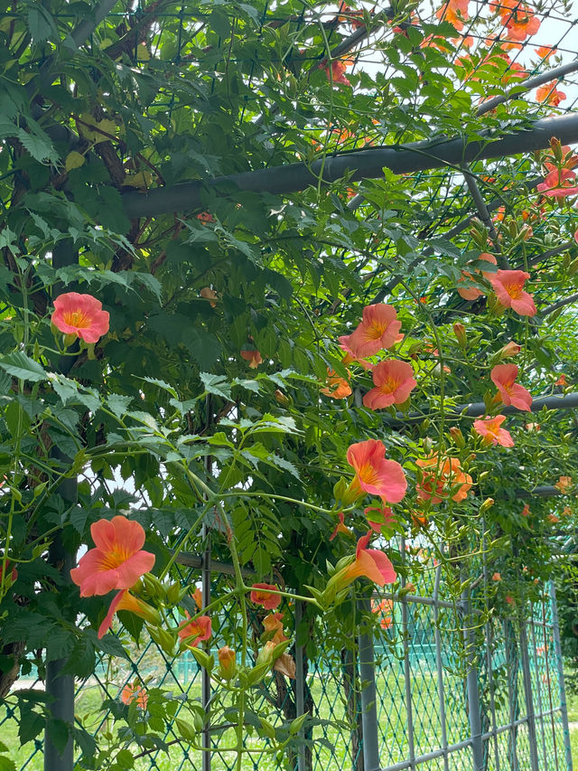 ✨실시간✨ 한 곳에 능소화 스팟이 두곳이나 있는 장소🧡