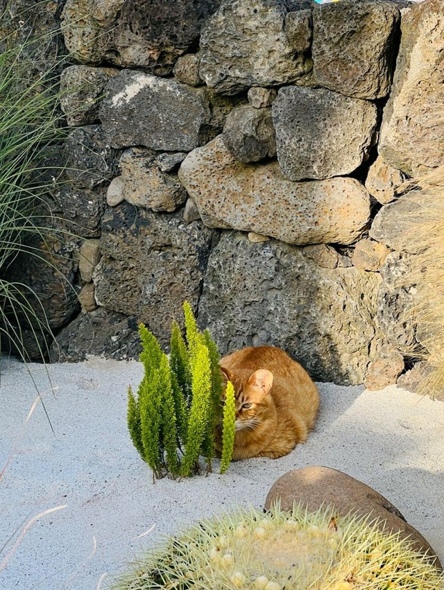 🍊 ⁺₊⋆ ☾ 제주 이국적인 카페 치즈태비🌴