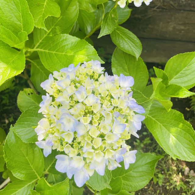 【長野県/岡谷市　色鮮やかな紫陽花が一面に広がる先には諏訪湖が見える絶景スポット✨】