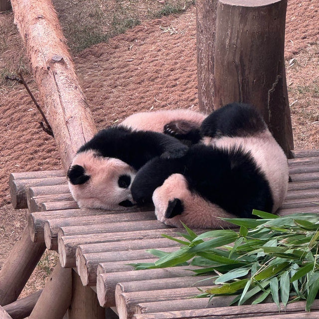 【エバーランド】🎡遊園地🐼動物園👙ウォーターパーク