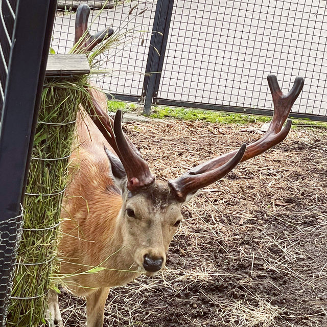 【北海道/旭川　動物達の行動を間近で見られる工夫を凝らした動物園】