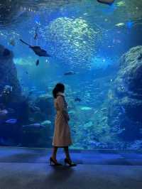 〜神奈川県〜幻想的的！江ノ島水族館！