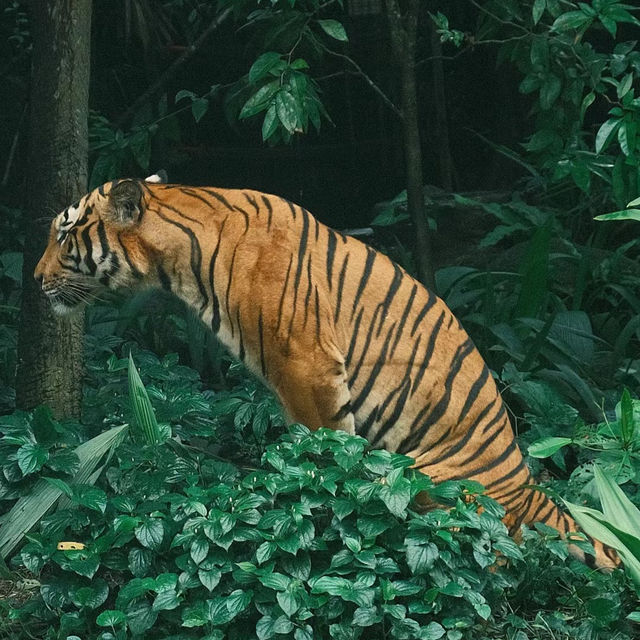 福州動物園：動物奇妙景象，雨天也好玩