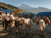 Day 3 Mardi Himal (Low Camp - High Camp)