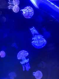 Port of Nagoya Public Aquarium 🪼🐬🚢