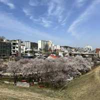 예쁜 꽃과 호수가 인상깊었던 이천 설봉공원🏞️