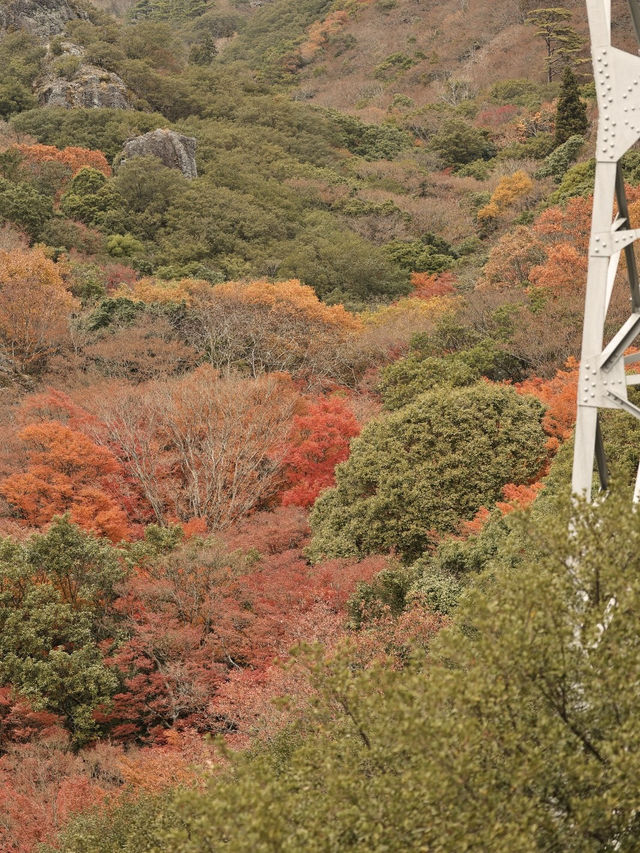 日本三大溪谷的紅葉纜車