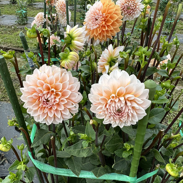 箱館山一日遊