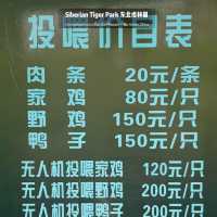 📍 Siberia Tiger Park 黑龙江·哈尔滨|东北虎林园  สถานที่ท่องเที่