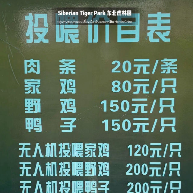 📍 Siberia Tiger Park 黑龙江·哈尔滨|东北虎林园  สถานที่ท่องเที่
