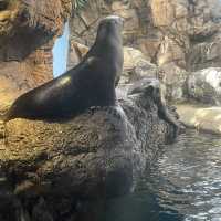 大阪自由行｜大阪水族館海遊館