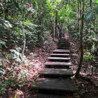 🇲🇾 Venture into Malaysia’s Ancient Taman Negara Forest