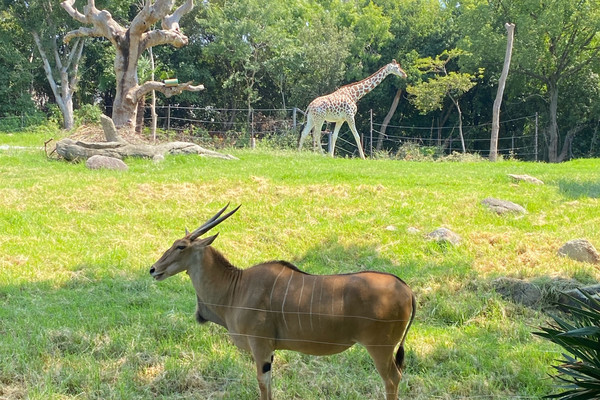 Osaka] American Savannah Zone where you can see giraffes and