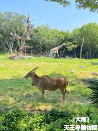 【大阪】キリンにカバが見れたアメリカサバンナゾーン