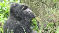 3 -Day Gorilla Trekking Tour  