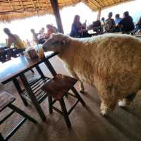 Akha Farmville 🐑