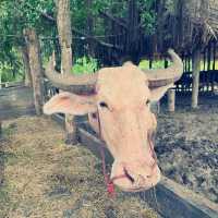เมืองจำลองโบราณ เมืองมัลลิกา