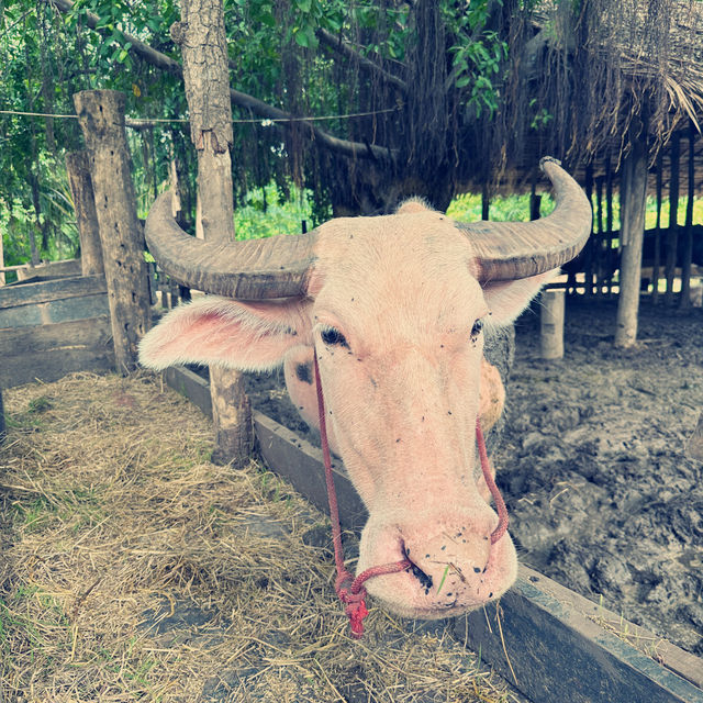 เมืองจำลองโบราณ เมืองมัลลิกา