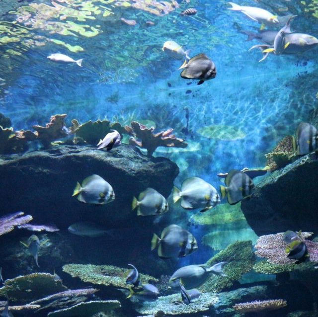 Sea Life Bangkok Ocean World