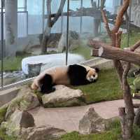 萌動時光｜在白濱冒險大世界邂逅熊貓與海豚的奇妙旅程
