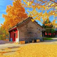 ～文殊寺～銀杏秋色～