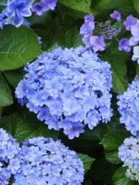 日本紫陽花節：300百萬球花海好震撼！