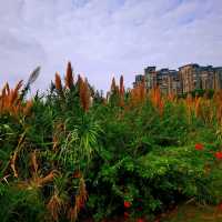 觀瀾河濕地公園