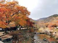 《秋日浪漫🍂：探尋韓國內藏山的紅葉之美🍁》