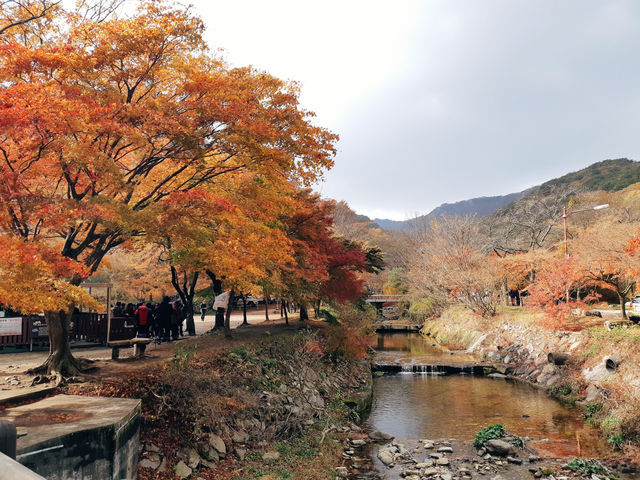 《秋日浪漫🍂：探尋韓國內藏山的紅葉之美🍁》