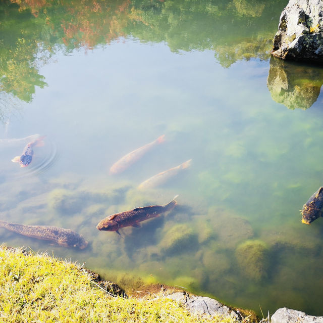 Autumn Bliss: Exploring Tenryuji’s Stunning Fall Colors!