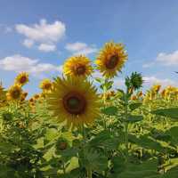 ต้อนรับฤดูหนาวด้วยทุ่งทานตะวัน ณ เขาจีนแล ลพบุรี