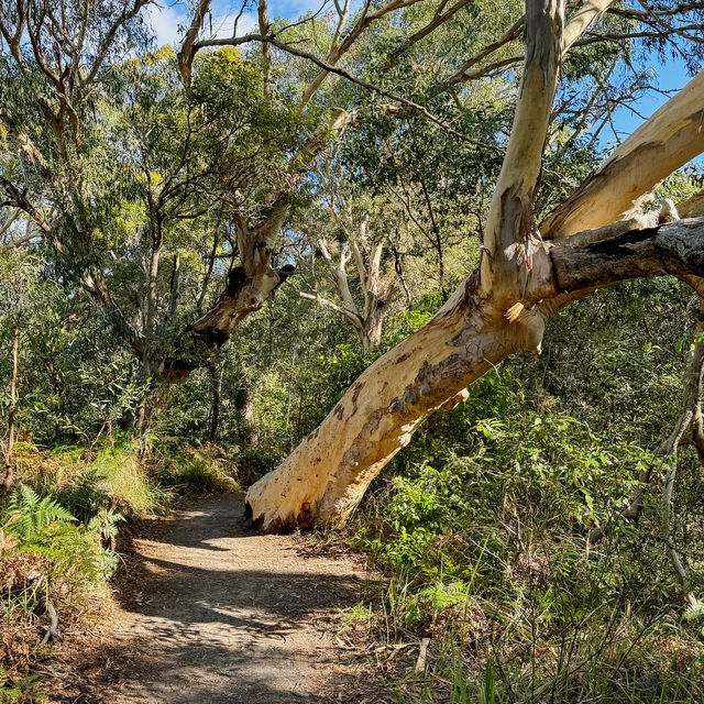 Experience the Allure of the Sunshine Coast, Australia