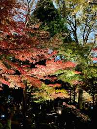 【東京の紅葉スポット🍁】池の水面に映り込む逆さ紅葉の絶景
