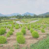【香川県】国営讃岐まんのう公園